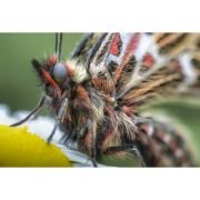 alquiler lente macro cajaforzada